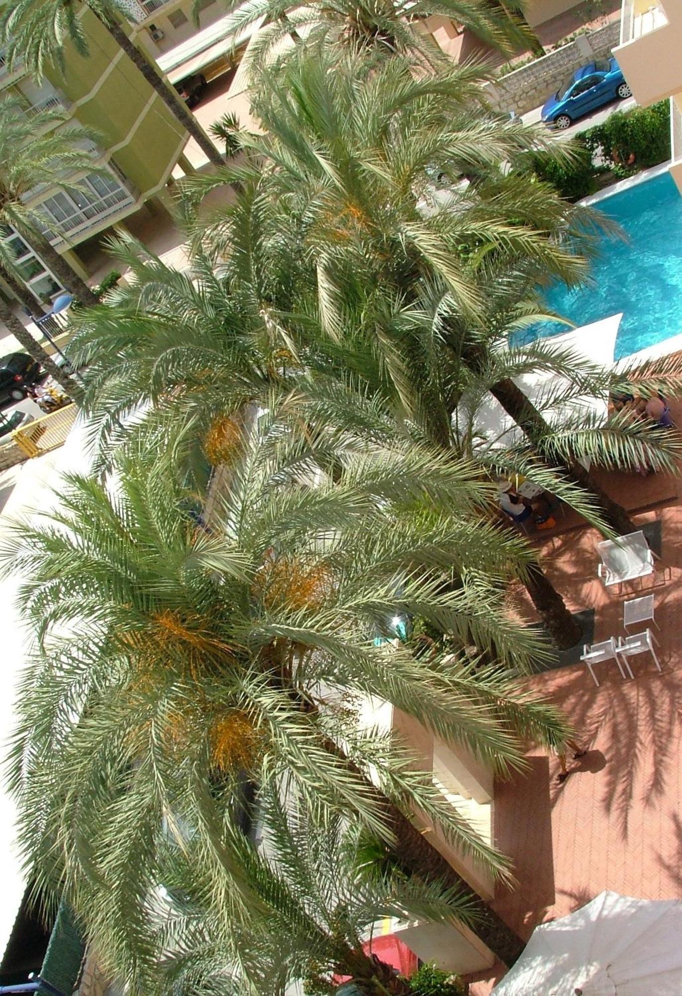 Hotel El Palmeral Benidorm Kültér fotó